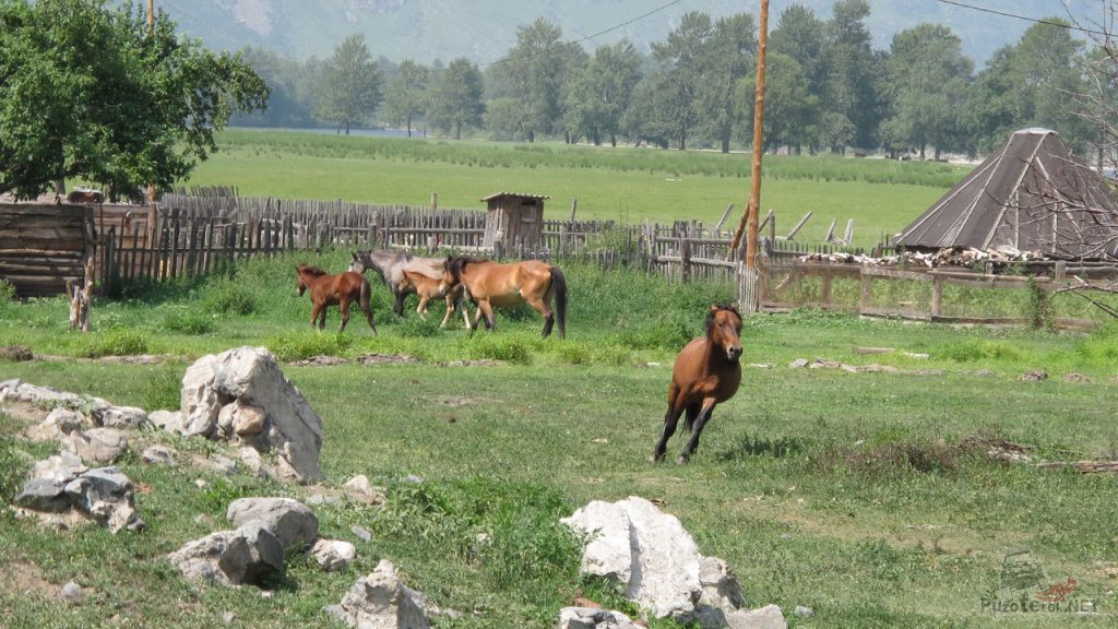 Лошади на Алтае