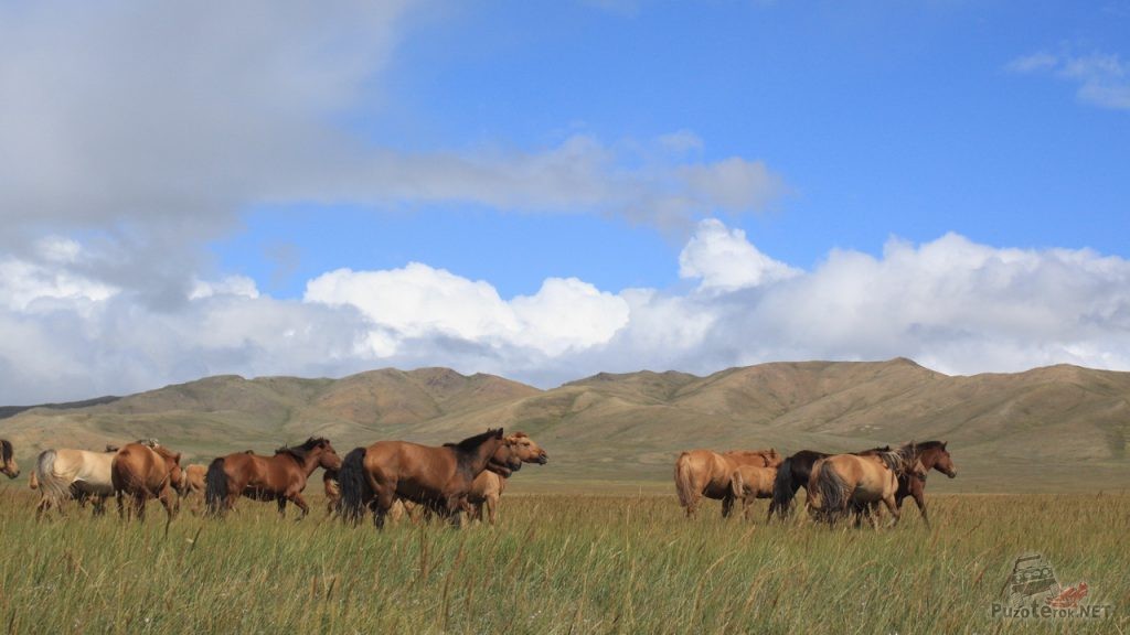 Лошади в Монголии