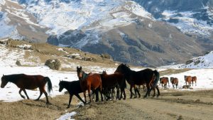 Табун лошадей в Балкарии