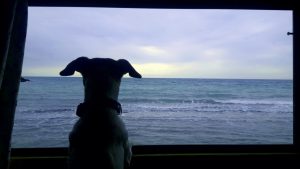 Впервые в жизни пес увидел море с которого долго не сводил глаз