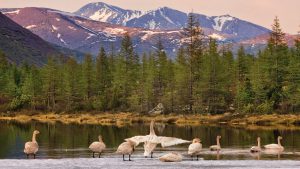 Лебеди на озере