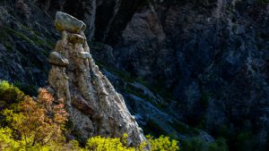 Алтайский каменный гриб