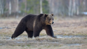 Бурый медведь в осеннем заповеднике