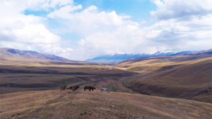 Дикие лошади на панораме плато