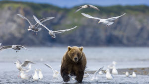 Медведь и чайки на берегу Байкала