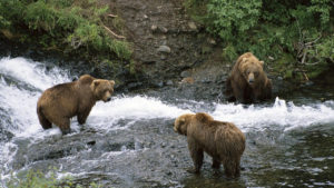 Обитатели Королевства медведей на рыбалке