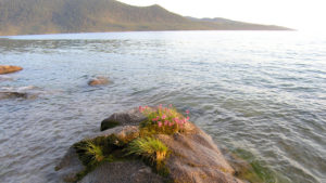 Цветы на камне у берега Байкала