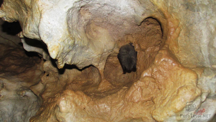 Летучая мышь под сводом пещеры
