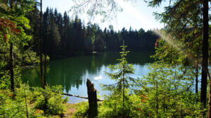 Тропинка к озеру среди летней зелени